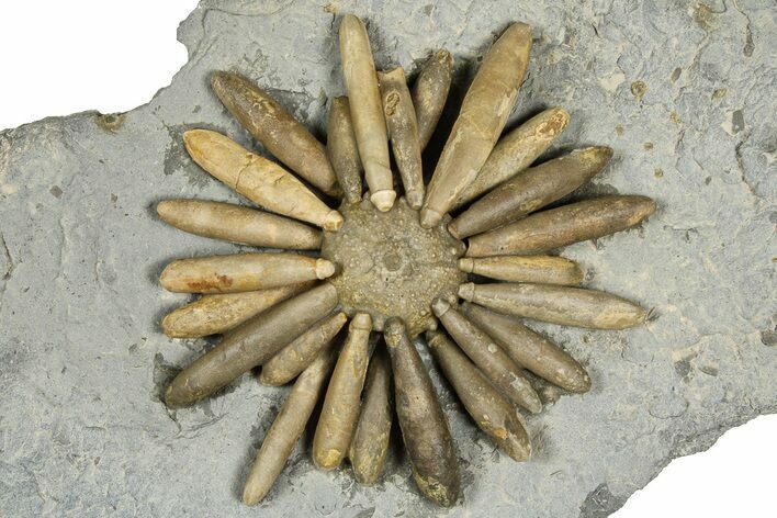 Jurassic Club Urchin (Asterocidaris) - Boulemane, Morocco #366918